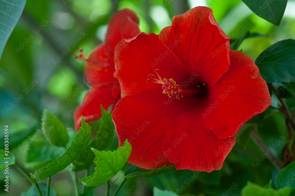 red hibiscus flowers in the background blurred leaves red hibiscus flowers in the background blurred leaves
