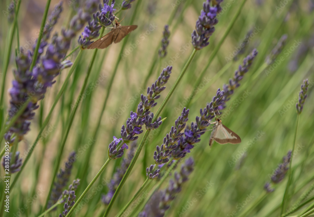 Fototapeta premium Purple lavender blooms in Provence. Taken in France.