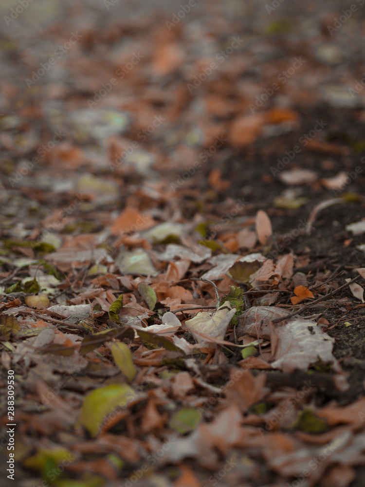Forest path with close up colorful autumn leaves on the ground