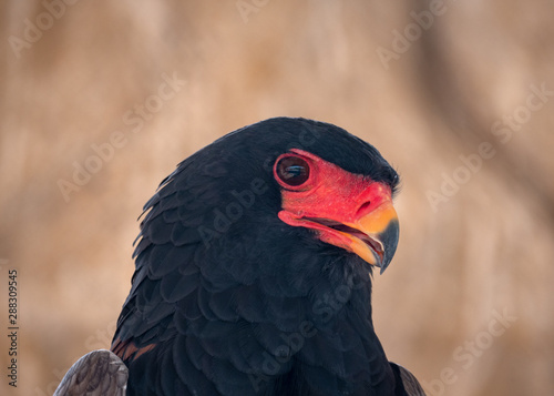 Bateleur Eagle Bird of Prey