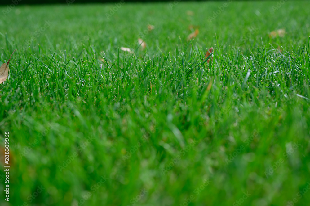 lush green lawn taken on a summer field