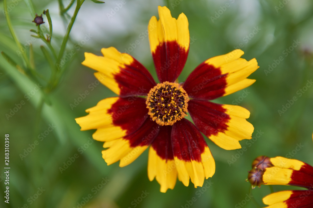 red-yellow flower red-yellow flower