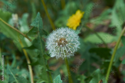 dandelion in the grass