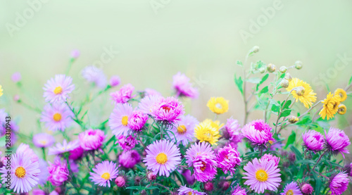 Nature floral background with chrysanthemum flowers © lumikk555