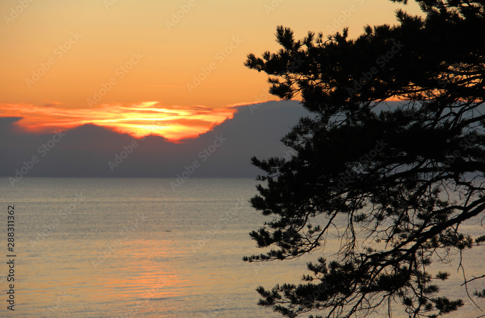 Pine branches on a background of sunset over sea