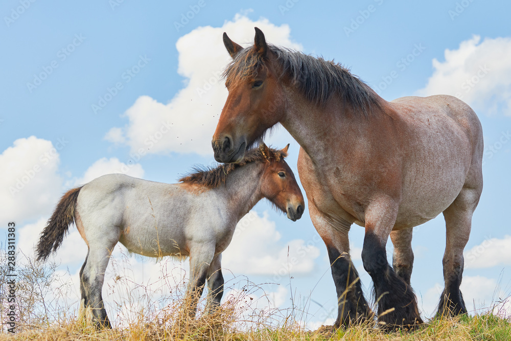 Mare with foal close together - obrazy, fototapety, plakaty 