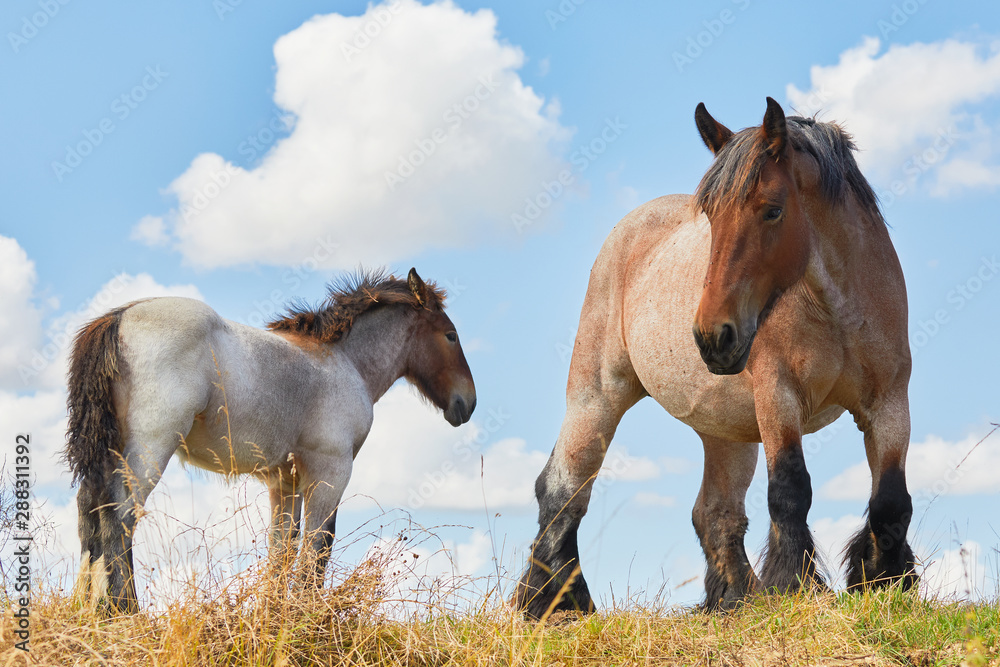 Fototapeta premium Mare with foal close together
