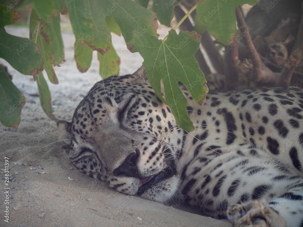Endangered Arabian Leopard in captivity Endangered Arabian Leopard in captivity
