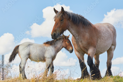 Mare with foal close together