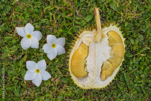 A fresh open durian. tropical fruits, diet, raw food, veganism. photo
