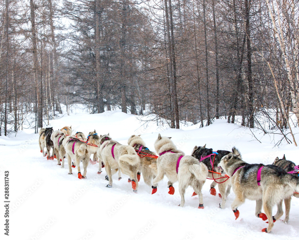Naklejka premium The dog sled running on a winter landscape