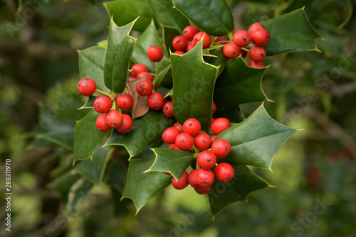 Decoration of hollies, berries. Freshly cut holly branch as holiday decor with defocused christmas tree and lights in background. Macro with shallow dof.