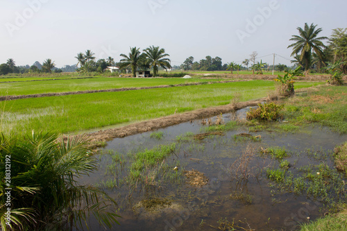 fields of rice in Malayisa, Asia photo