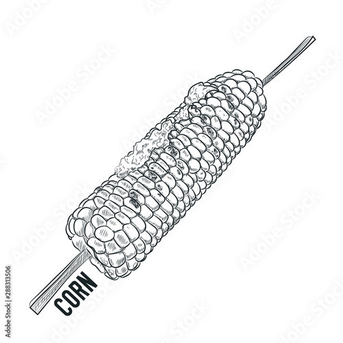 Hand drawn vector illustration, grilled juicy corn with pesto sauce. eps 10