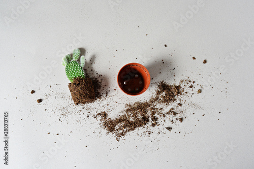 Green opuntia house plant, mini pot and scattered soil over gray	 photo