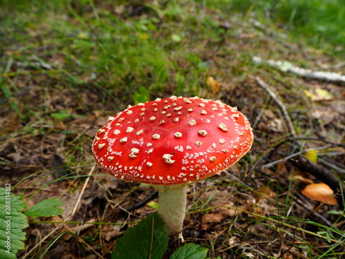 fly agaric mushroom with red hat in the forest
