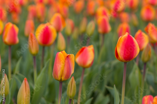 spring tulips at iwo jima memorial arlington virginia usa