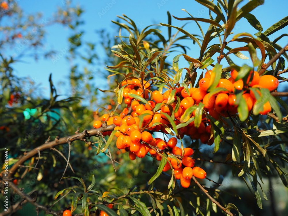 Fototapeta premium bright orange berry sea buckthorn on a tree branch