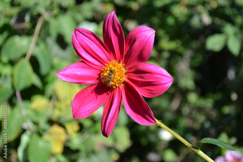 Annual dahlia flowers of different colors. Annual dahlia flowers of different colors.