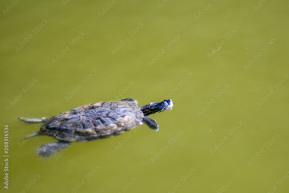 Obraz premium turtle swimming in a pond