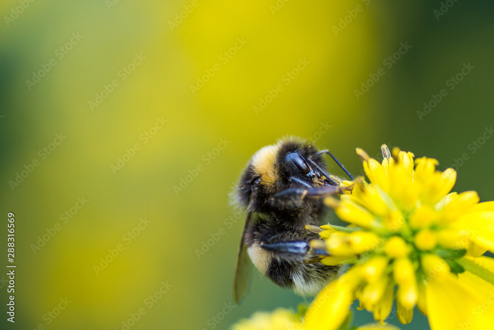 honey bee harvesting pollen from a yellow daisy honey bee harvesting pollen from a yellow daisy