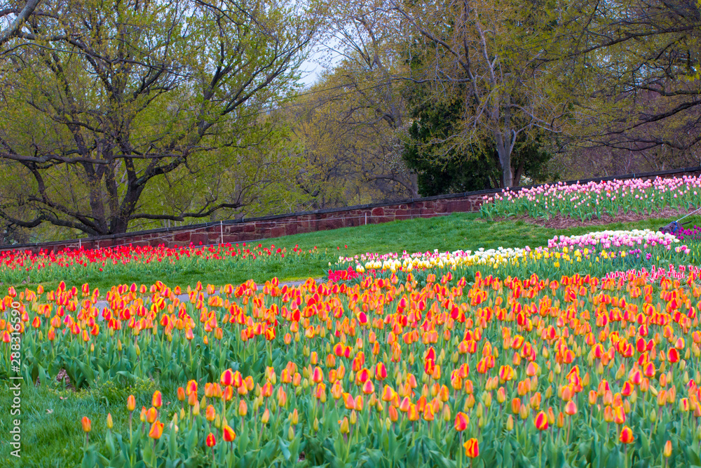 colorful tulip beds at iwo jima memorial in arlington virginia in spring