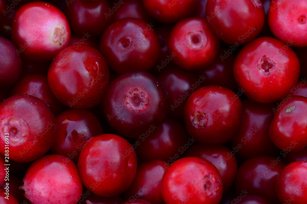 Heap lingonberries red bright colors ripe fresh fruits for a healthy eating Heap lingonberries red bright colors ripe fresh fruits for a healthy eating