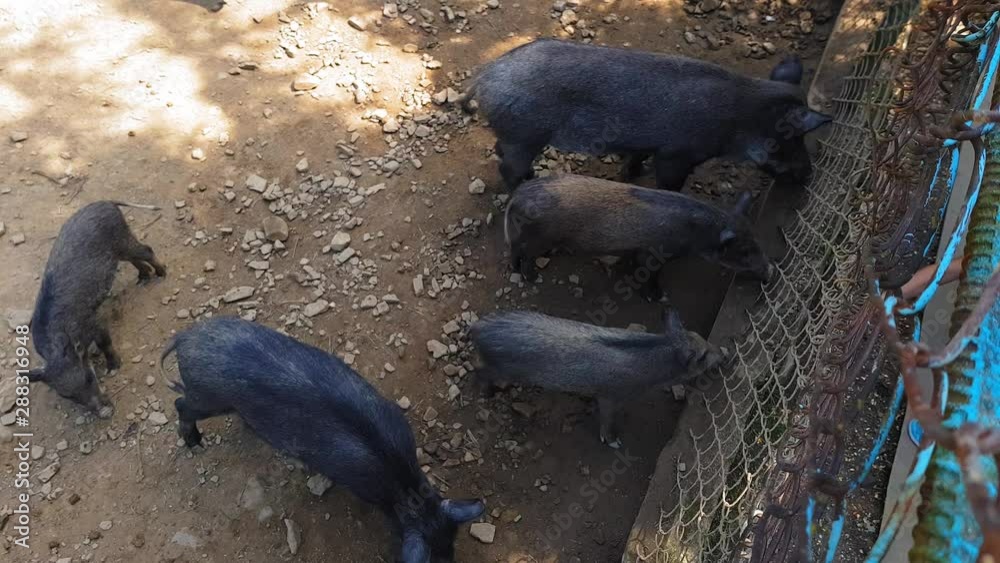 Wild pigs Sus scrofa with young animals gather food in a zoo in a pine