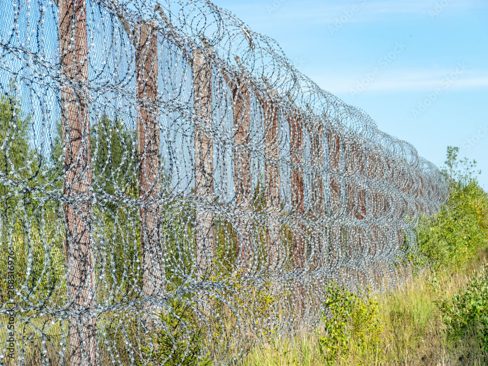 Fototapeta premium Fragment of barbed wire mounted above prison fence, Rummu quarry, Estonia
