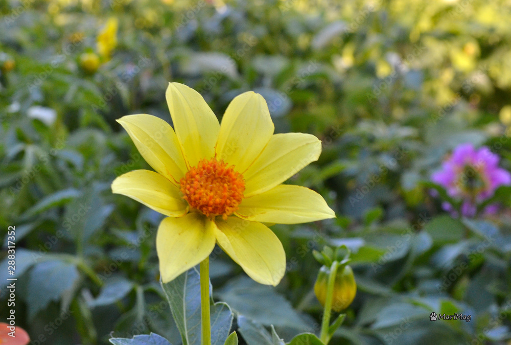 Annual dahlia flowers of different colors. Annual dahlia flowers of different colors.