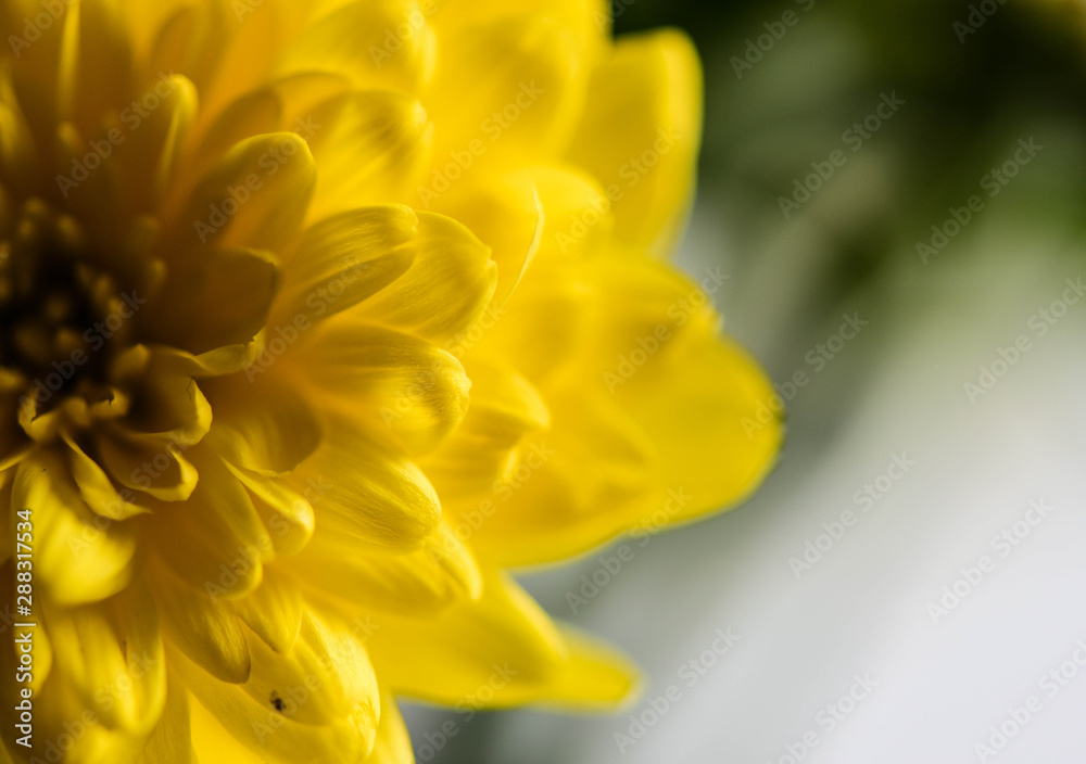 Yellow and Red flower petals on Background Yellow and Red flower petals on Background