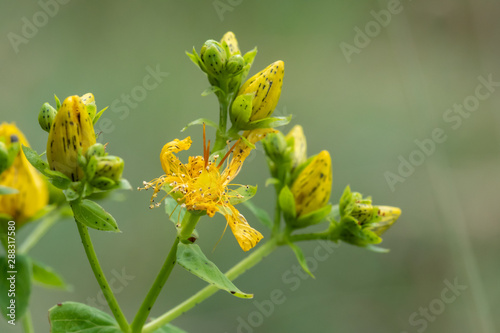 Yellow flower in the garden. Close up. Macro. Yellow flower