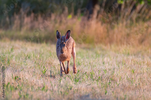 Rabbit in the field. Hare in the grass. Brown hare (lepus europaeus © mariusgabi