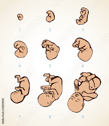 The development of the fetus of the child. Vector drawing