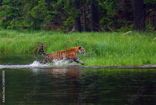 The Siberian tiger (Panthera tigris tigris),also called Amur tiger (Panthera tigris altaica) walking through the water. Beautiful female Siberian tiger in warm summer.