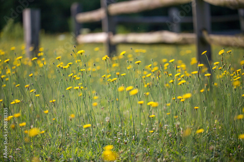 spring wild flowers in a farm field next to a fence