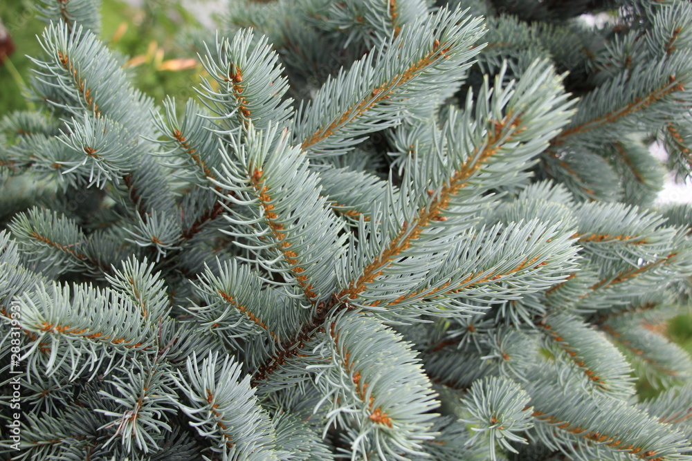branches of a blue spruce background