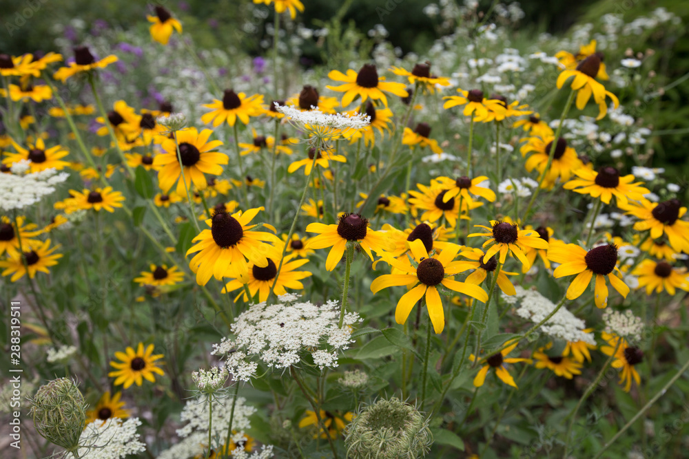 black eyed susan and queen annes lace jug bay wetlands sanctuary butterfly garden anne arundel county southern maryland usa