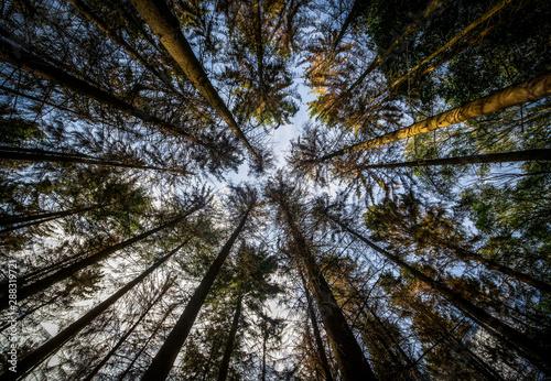 forest seen from the ground