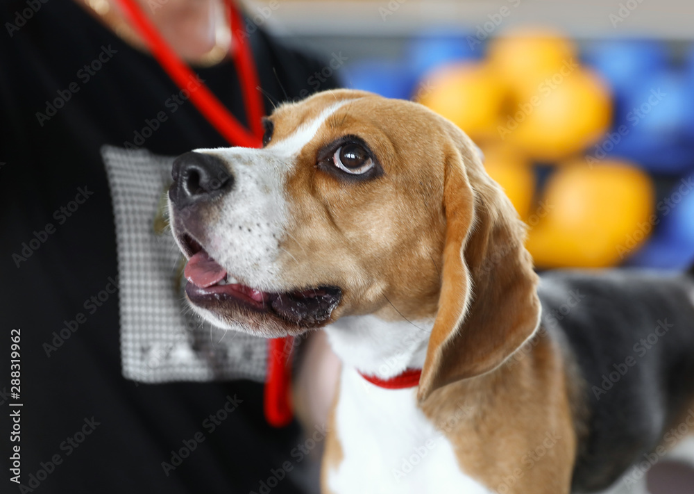 Owner with cute funny beagle at dog show, closeup