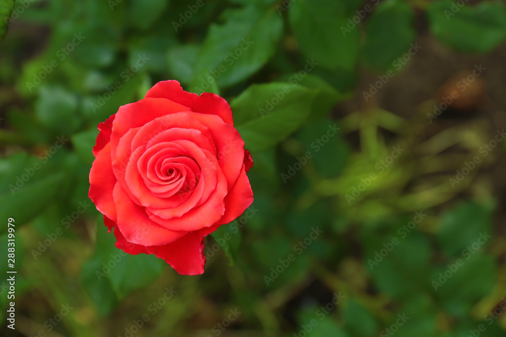 Beautiful blooming rose in garden on summer day. Space for text