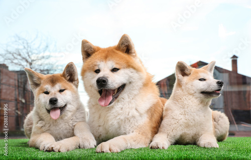 Adorable Akita Inu dog and puppies on artificial grass near window