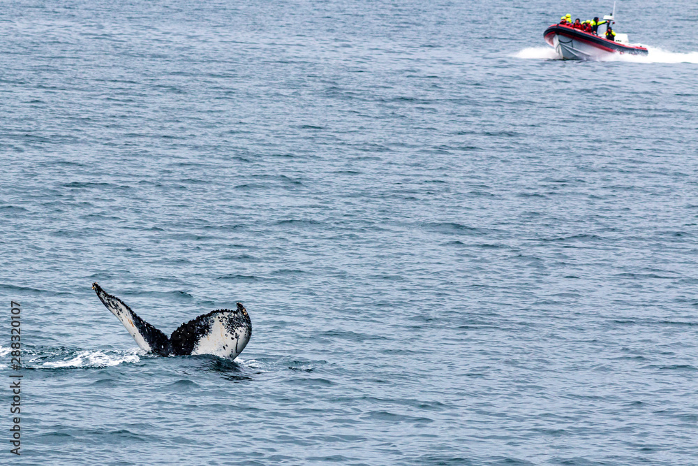 Fototapeta premium whale watching iceland