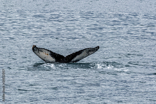 Humpback Whale,Fluke