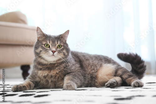 Cute gray tabby cat on carpet indoors. Lovely pet