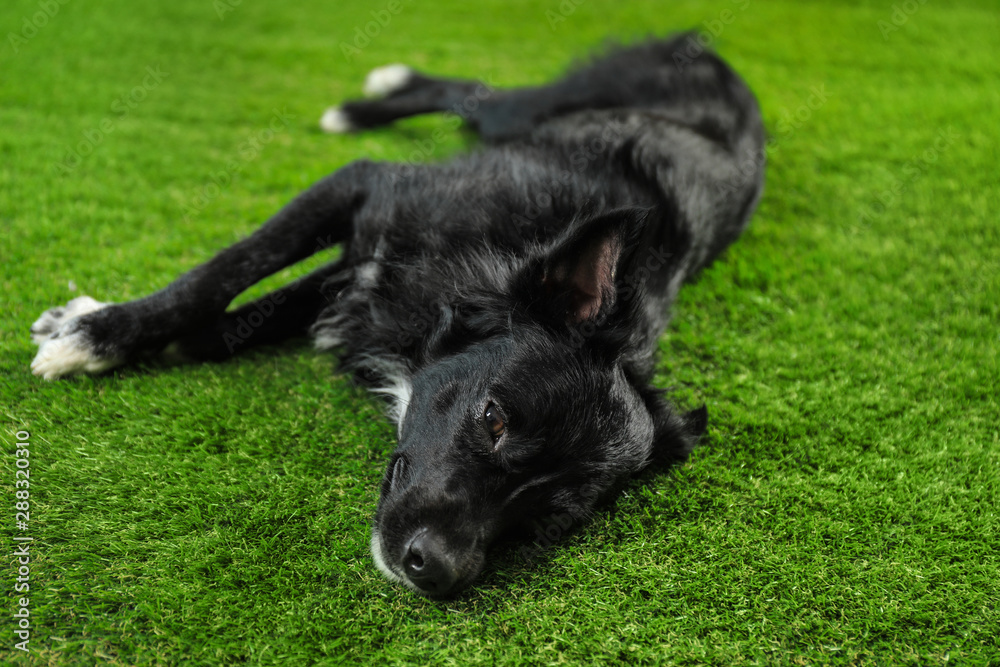 Cute long haired dog lying on green grass Cute long haired dog lying on green grass