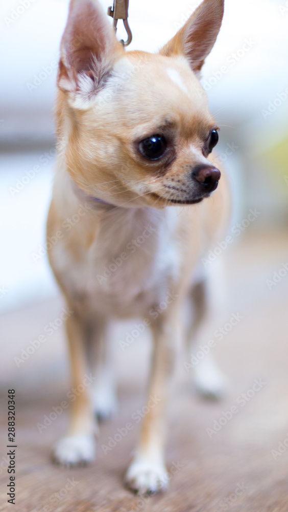 cute, beautiful, brown chihuahua dog