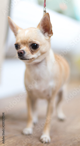 cute, beautiful, brown chihuahua dog © donikz