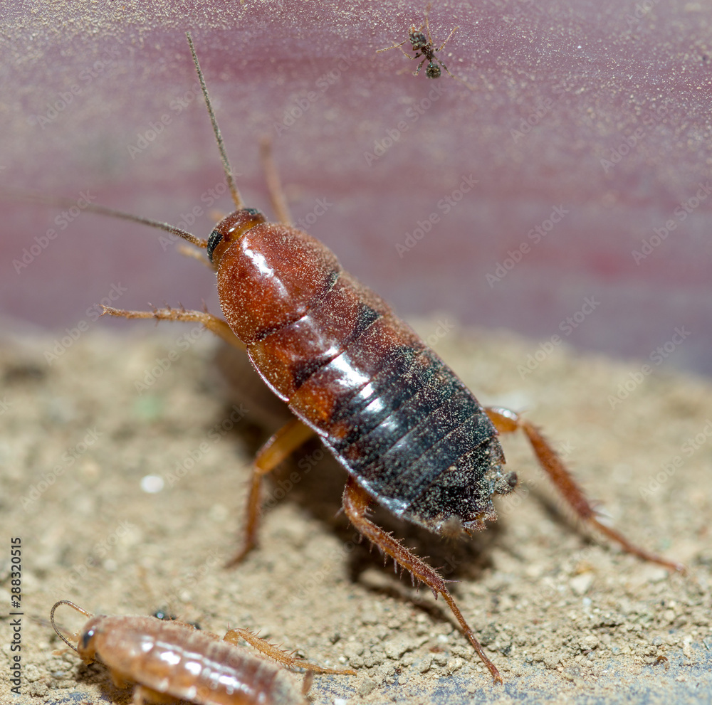 many dying cockroaches are trapped many dying cockroaches are trapped