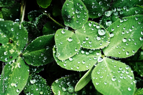 drops of water on green leaves of clover after rain